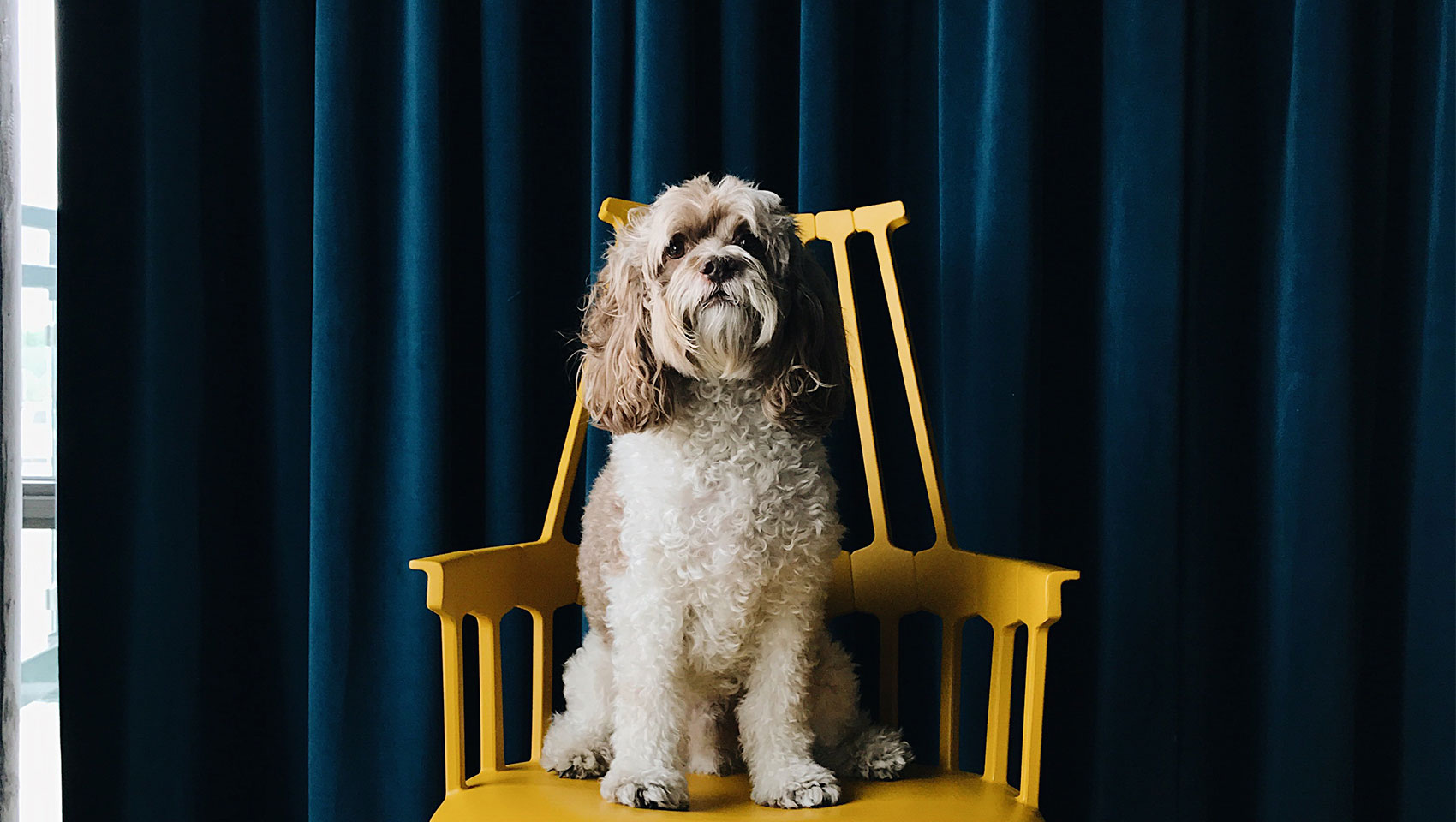 Dog on chair
