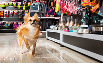 dog running through pet store