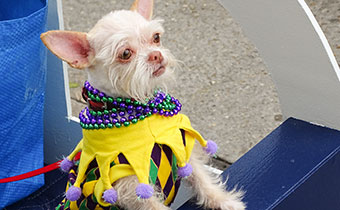 dog in costume