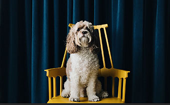 dog on chair